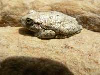 Movie:  Grapevine with froggy noises