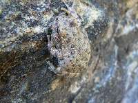 Grapevine Galleria Frog 1