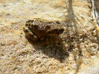 Grapevine Galleria Frog 2