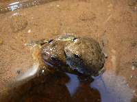 Cottonwood Sumo Frogs