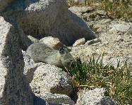 Grazing Pika