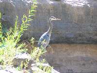 Herron